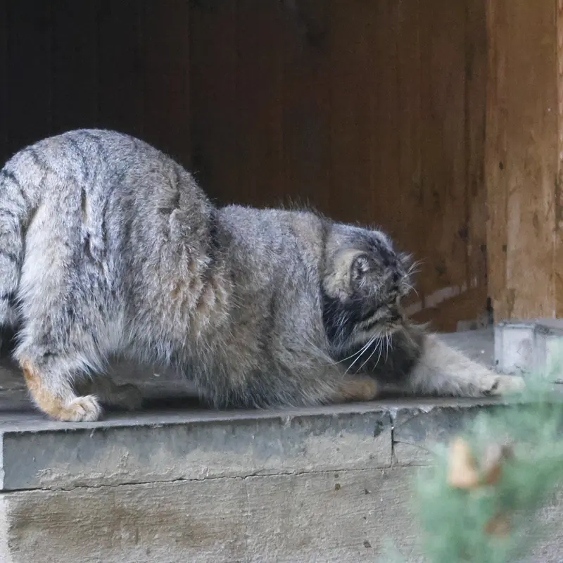 モスクワ動物園のティモフェイの写真