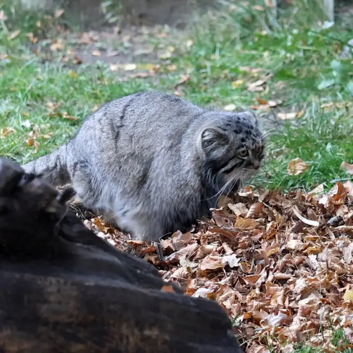 モスクワ動物園のティモフェイの写真
