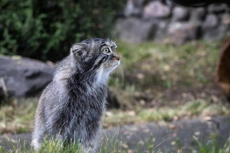 モスクワ動物園のティモフェイの写真