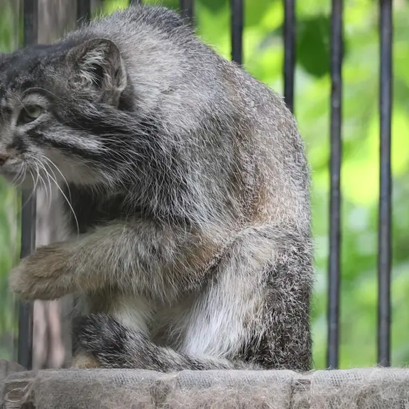 ノヴォシビルスク動物園のマヌルネコの写真