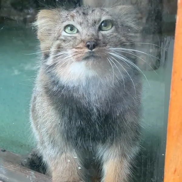 ナレの写真