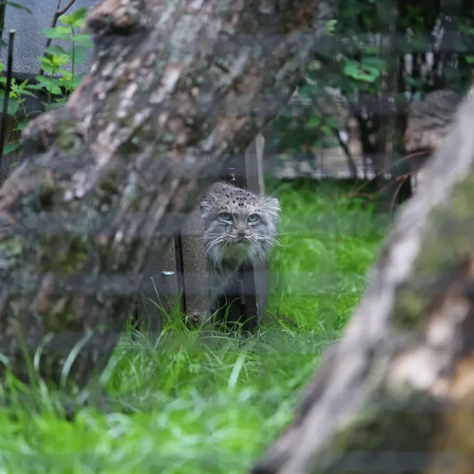 ワルシャワ動物園のジェシーの写真