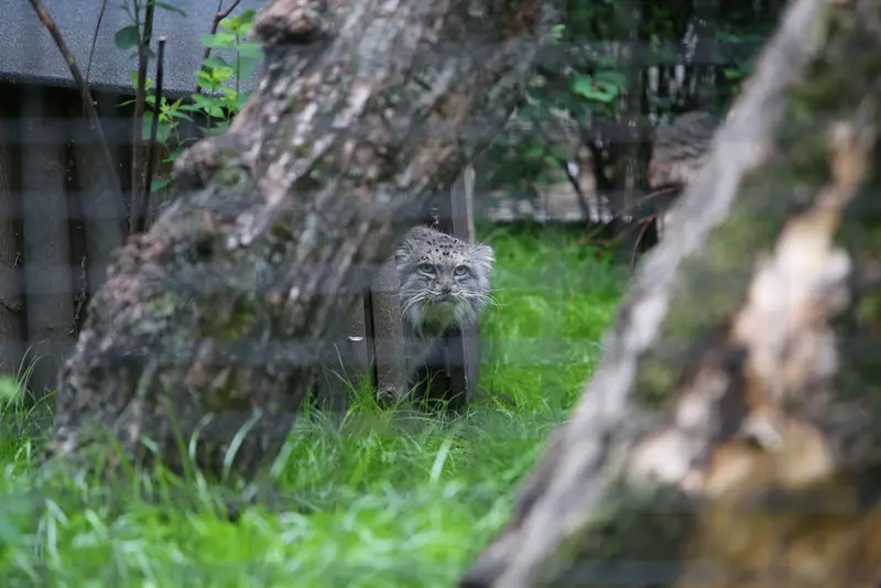 ワルシャワ動物園のジェシーの写真