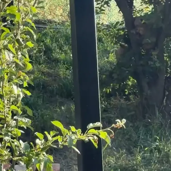 エレバン動物園のマヌルネコの写真