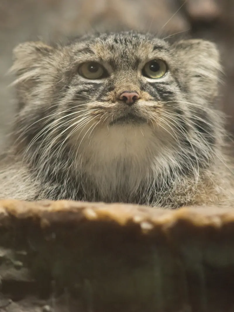 恩賜上野動物園のサフランの写真