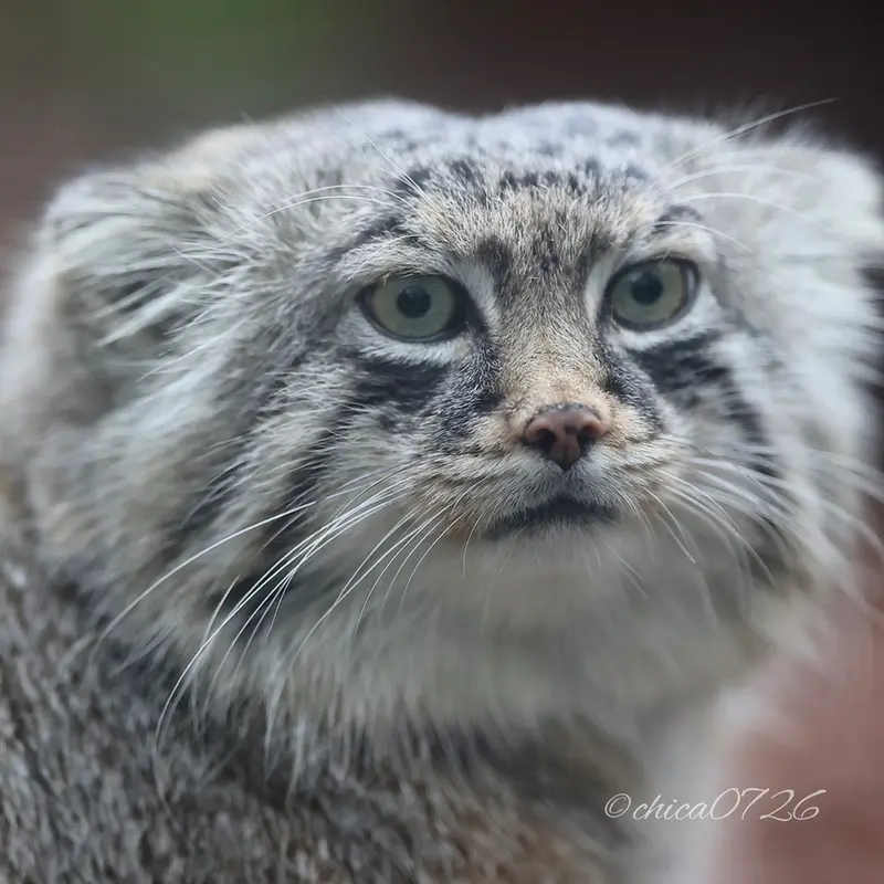 埼玉県こども動物自然公園のロータスの写真