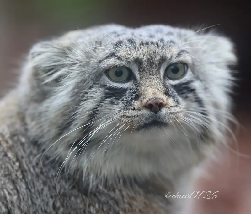 埼玉県こども動物自然公園のロータスの写真