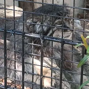 リール動物園のヴォラースの写真