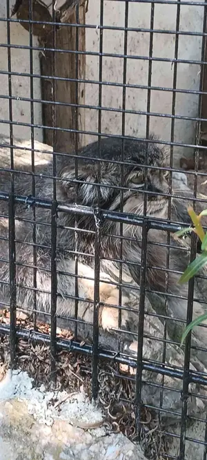 リール動物園のヴォラースの写真