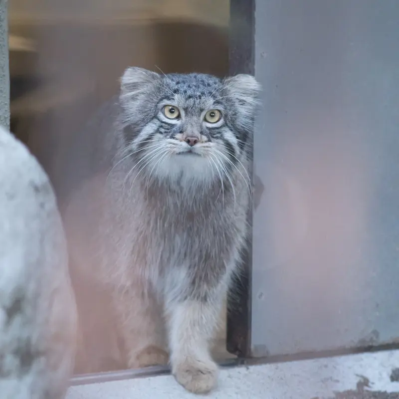 野毛山動物園のフィーガの写真