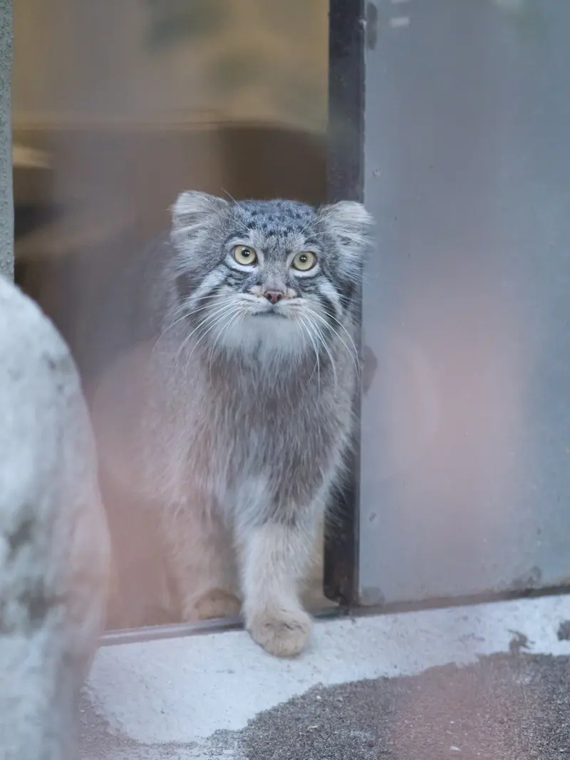 野毛山動物園のフィーガの写真