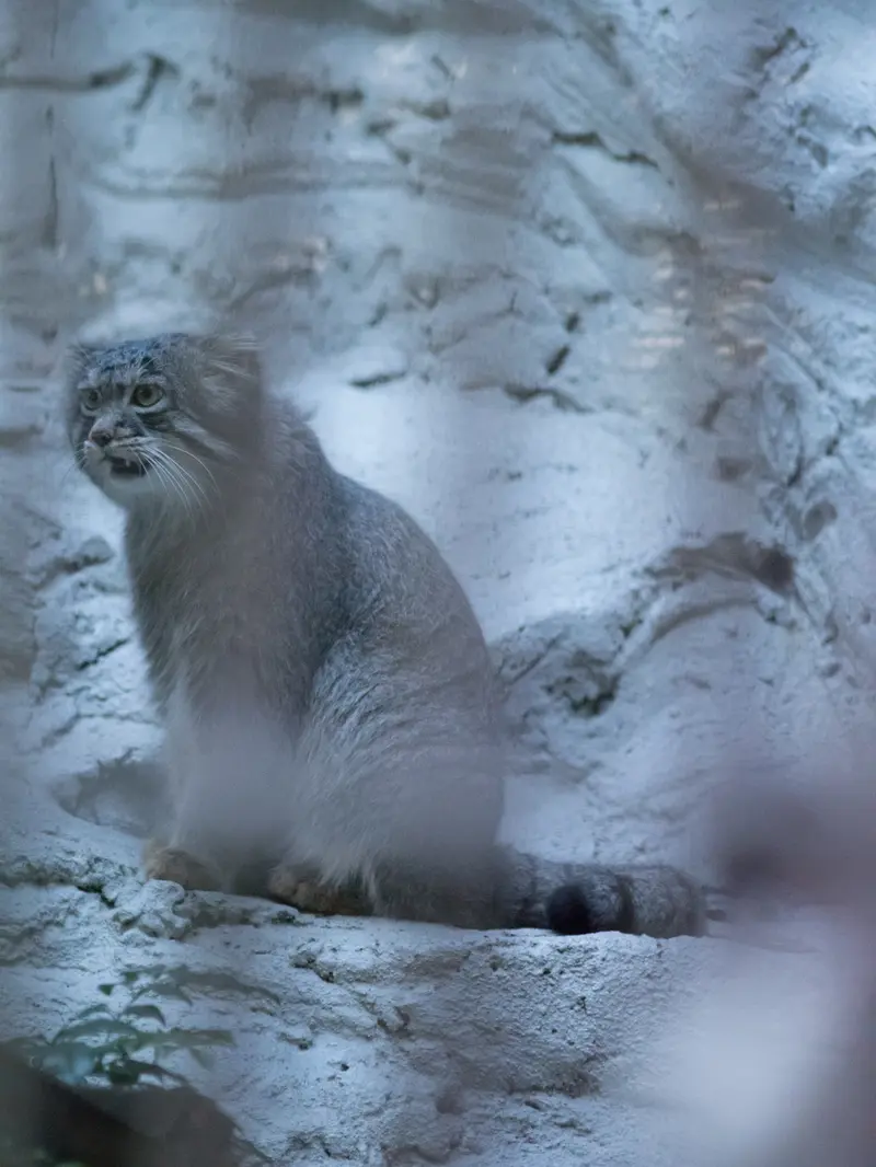 野毛山動物園のフィーガの写真