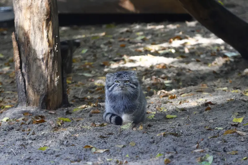 ノヴォシビルスク動物園のマヌルネコの写真
