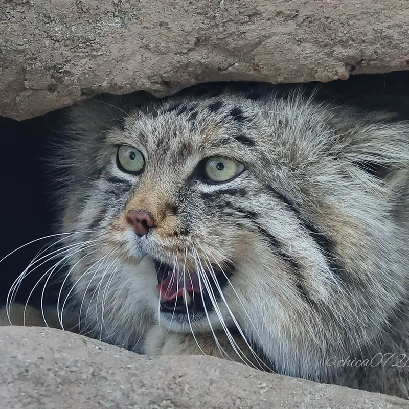 埼玉県こども動物自然公園のロータスの写真