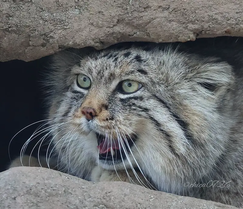 埼玉県こども動物自然公園のロータスの写真