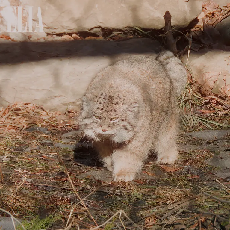 カルガリー動物園 / ワイルダー研究所のオラフの写真