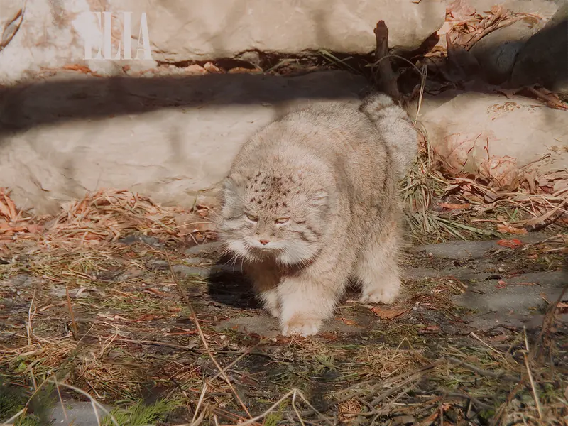 カルガリー動物園 / ワイルダー研究所のオラフの写真