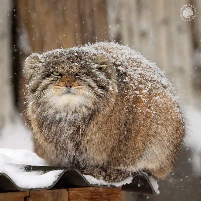 ノヴォシビルスク動物園のミアの写真
