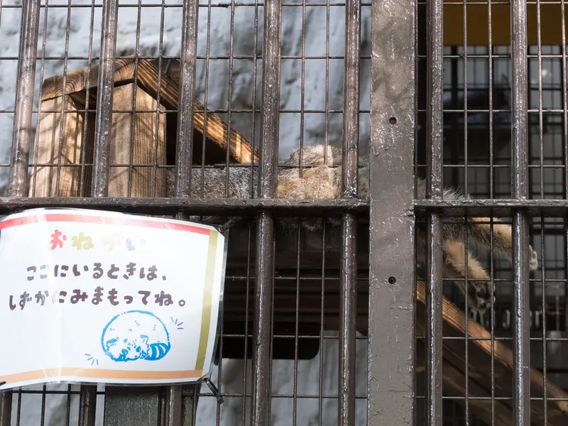 野毛山動物園のフィーガの写真