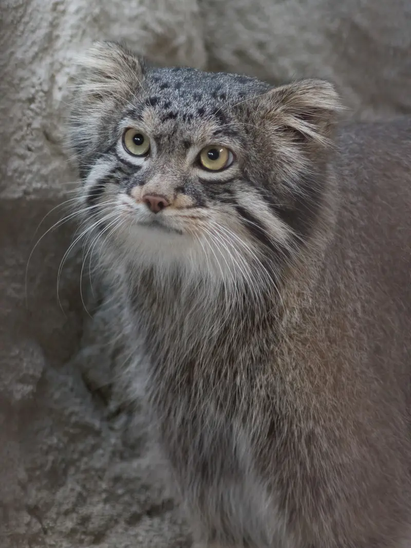 野毛山動物園のフィーガの写真