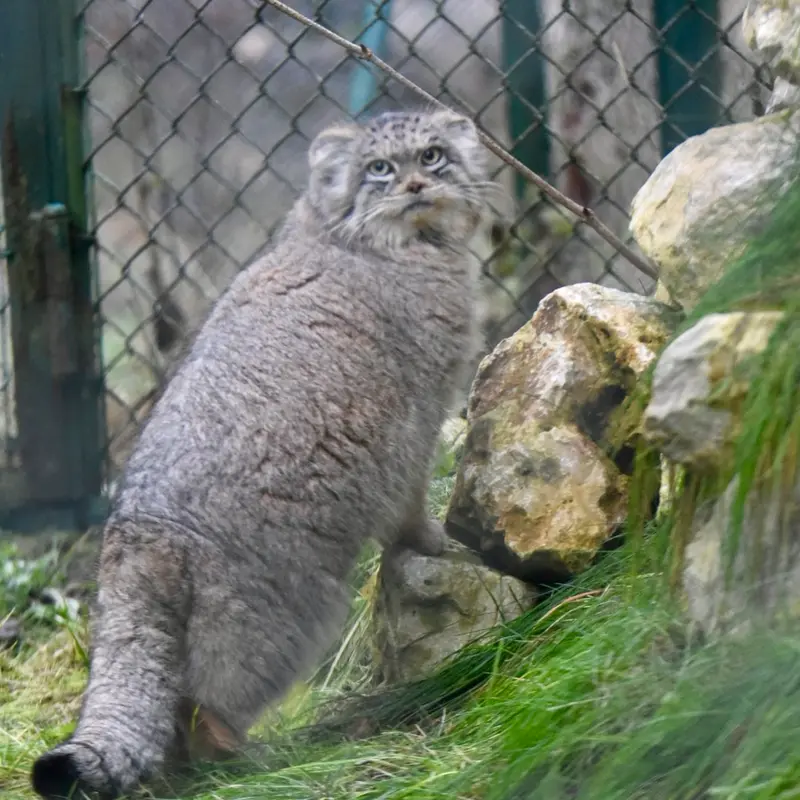 ヘラブルン動物園のプルシの写真