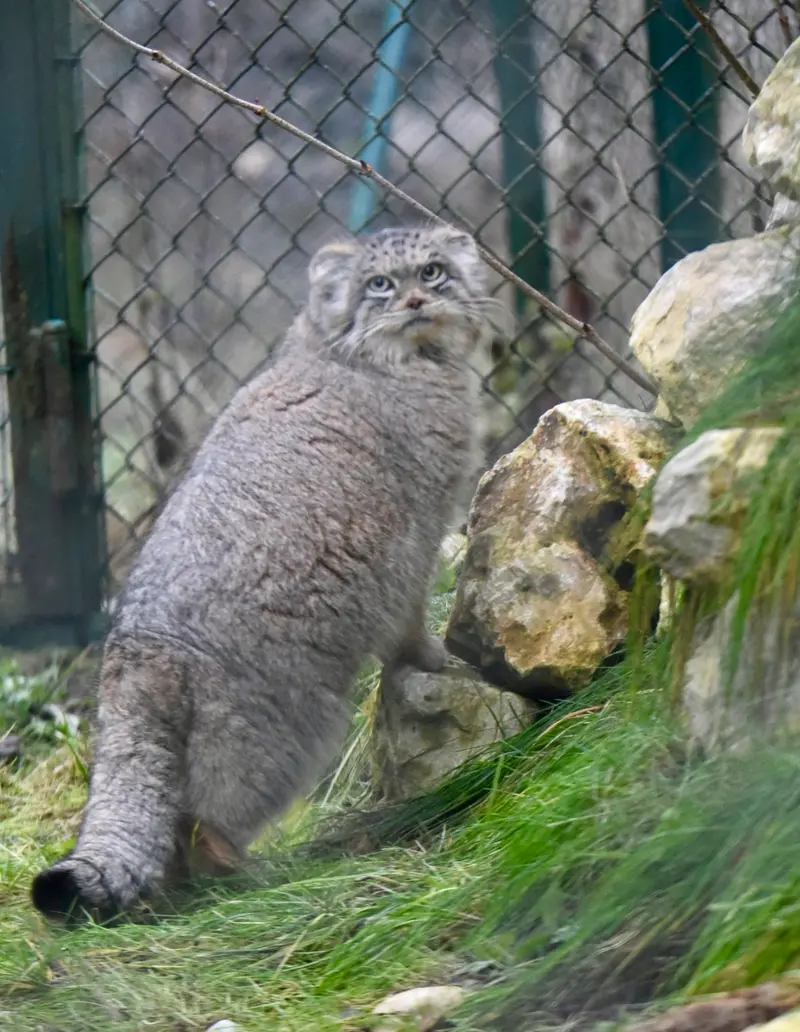 ヘラブルン動物園のプルシの写真