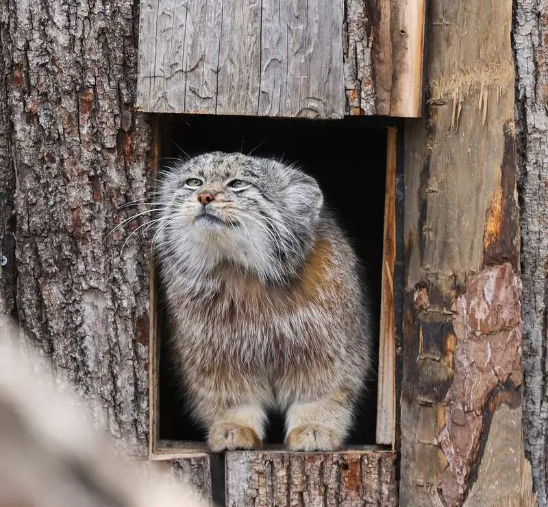 レッドリバー動物園のカイの写真