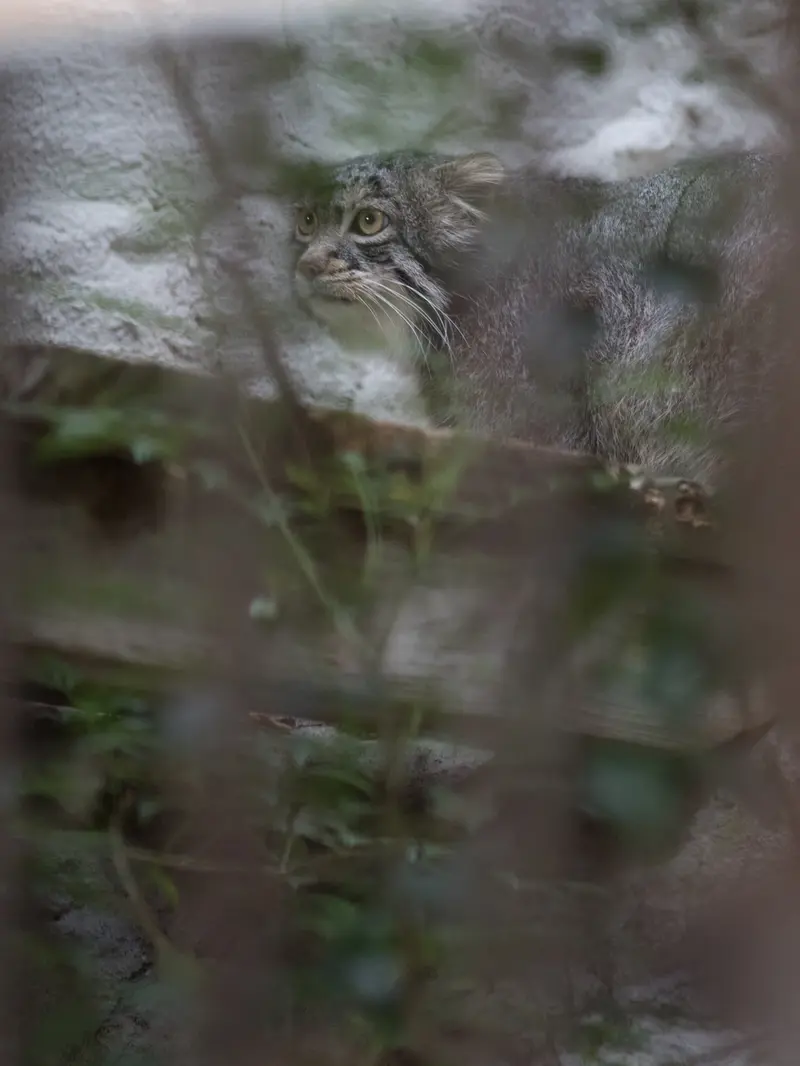 野毛山動物園のフィーガの写真