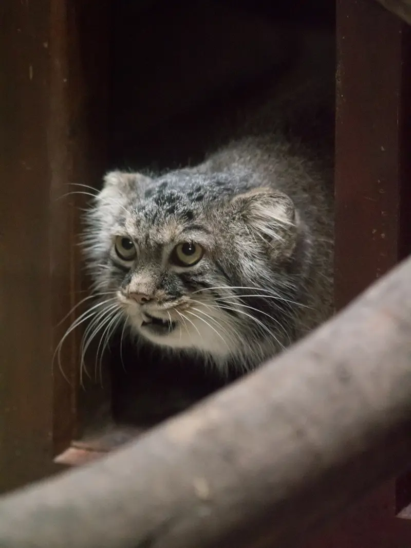 恩賜上野動物園のサフランの写真
