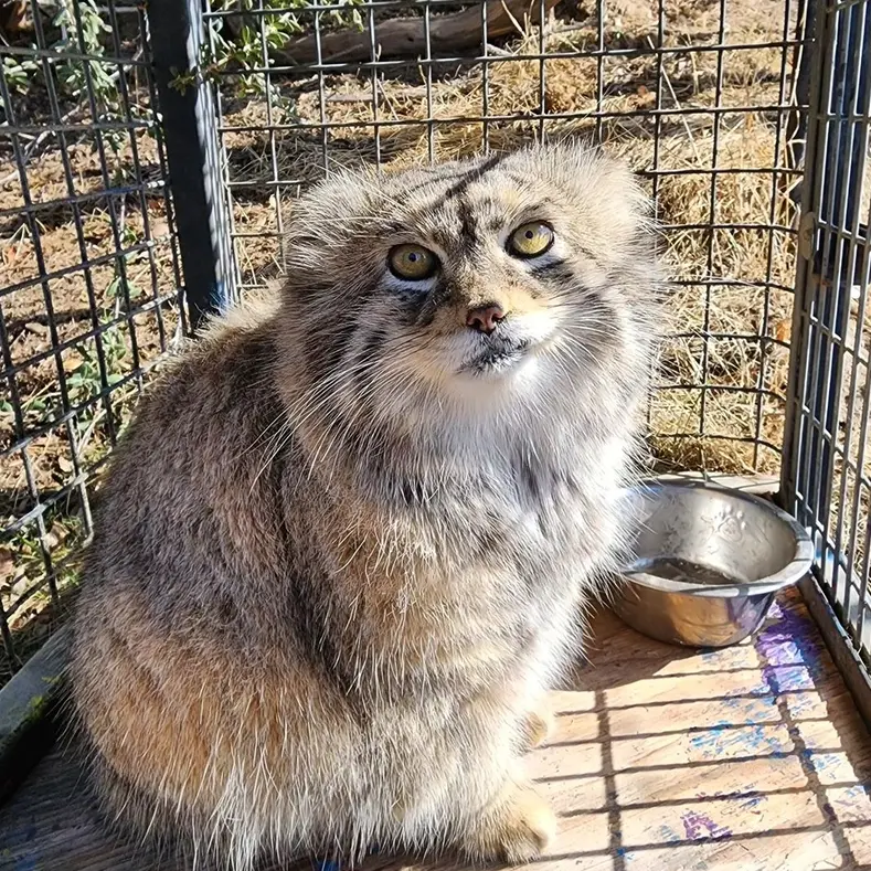 プロジェクト・サバイバルズ・キャット・ヘイブンのガラブの写真