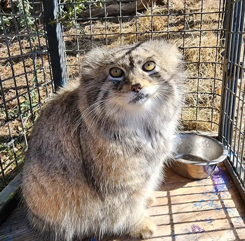 プロジェクト・サバイバルズ・キャット・ヘイブンのガラブの写真