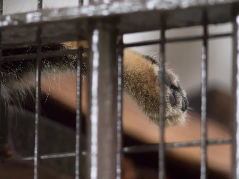 野毛山動物園のフィーガの写真