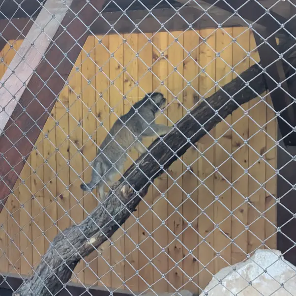 イフラヴァ動物園のマカルーの写真
