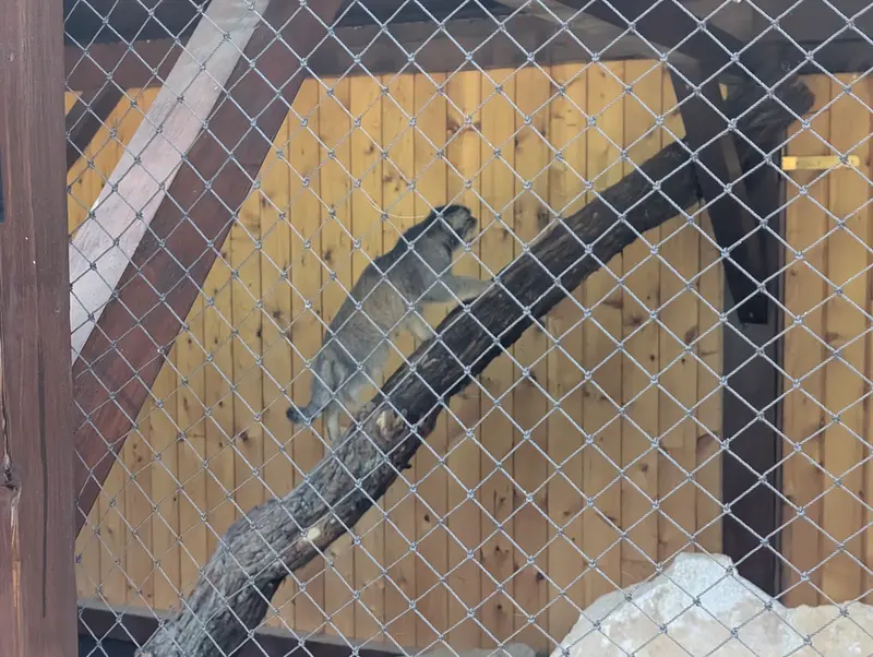 イフラヴァ動物園のマカルーの写真