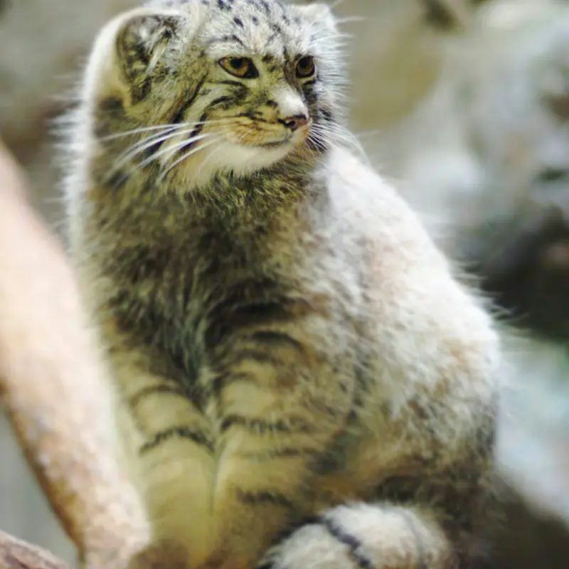 恩賜上野動物園のバヤルの写真