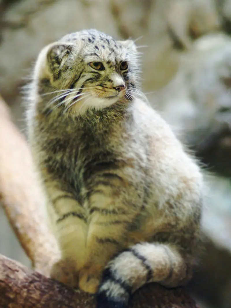 恩賜上野動物園のバヤルの写真