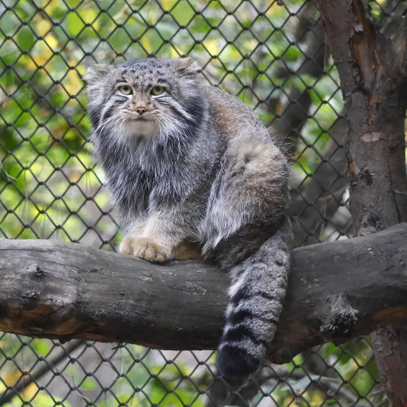 ノヴォシビルスク動物園のグレイの写真