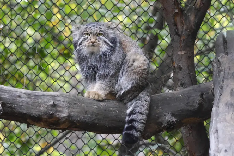 ノヴォシビルスク動物園のグレイの写真