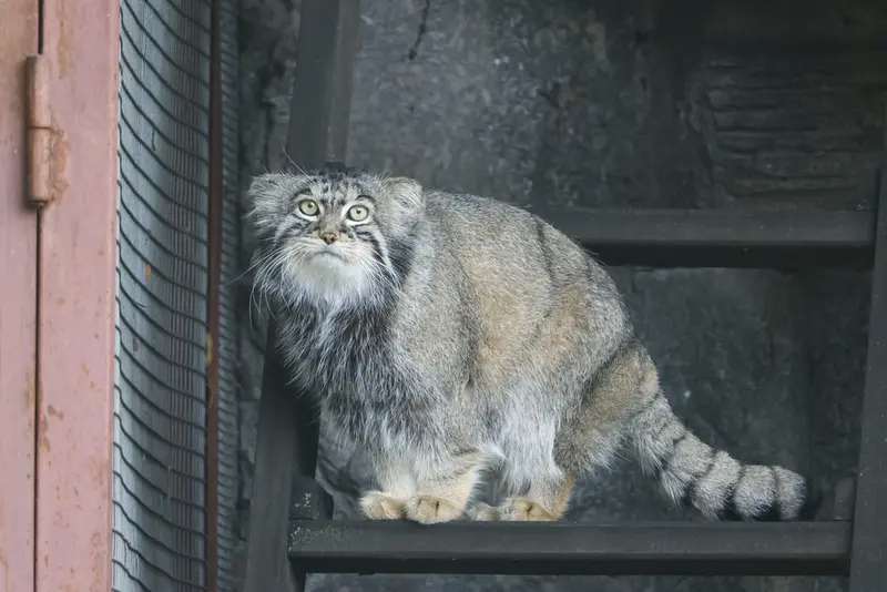 モスクワ動物園のティモフェイの写真