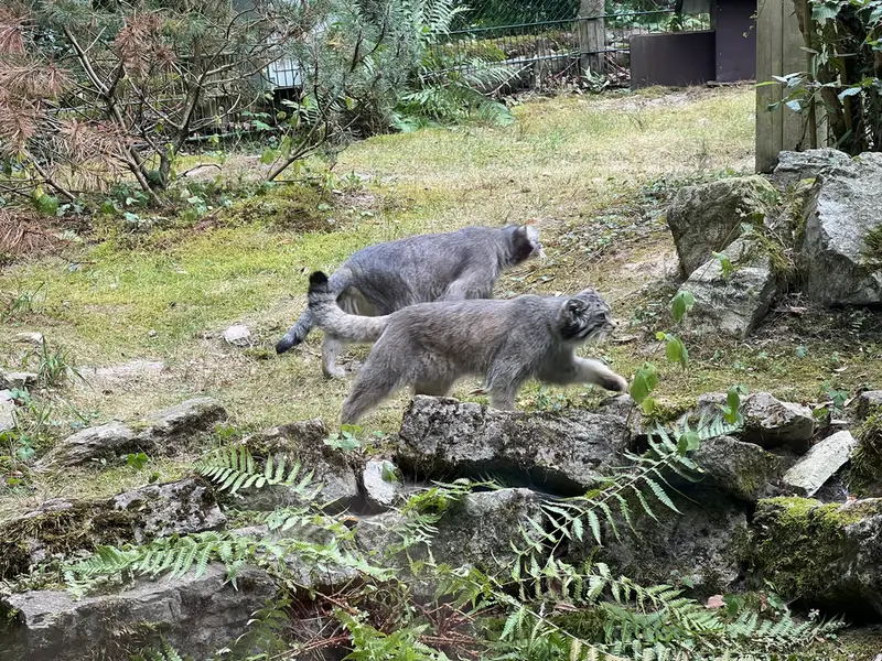 オペル動物園のフェイとバトゥの写真