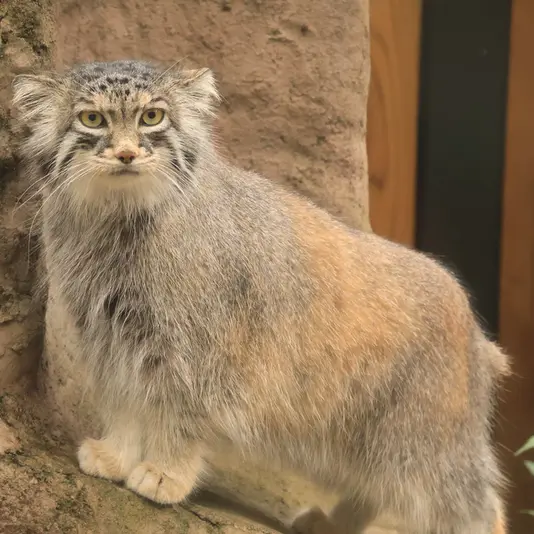 埼玉県こども動物自然公園のオリーヴァの写真