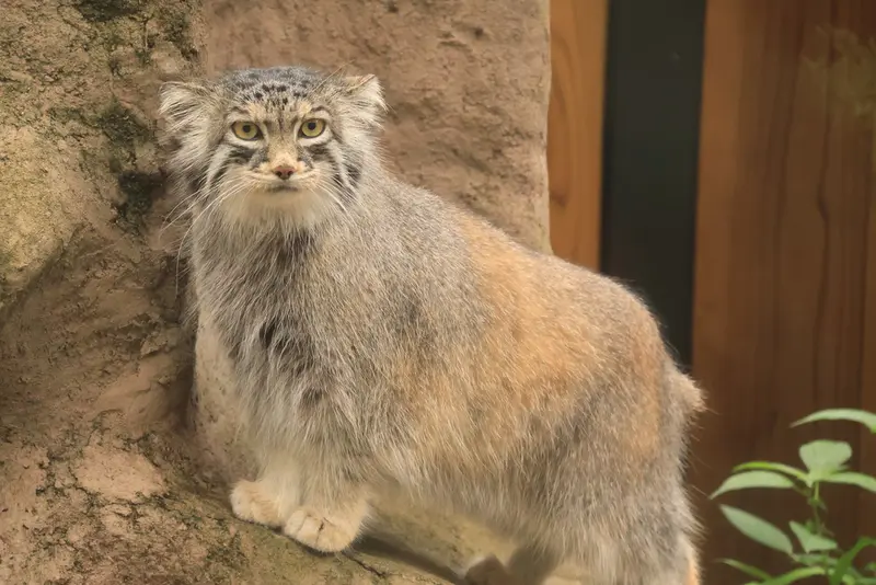 埼玉県こども動物自然公園のオリーヴァの写真