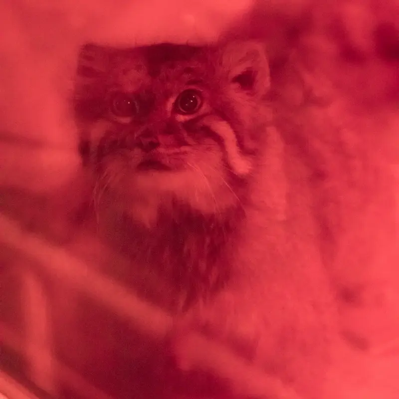 恩賜上野動物園のナイマの写真