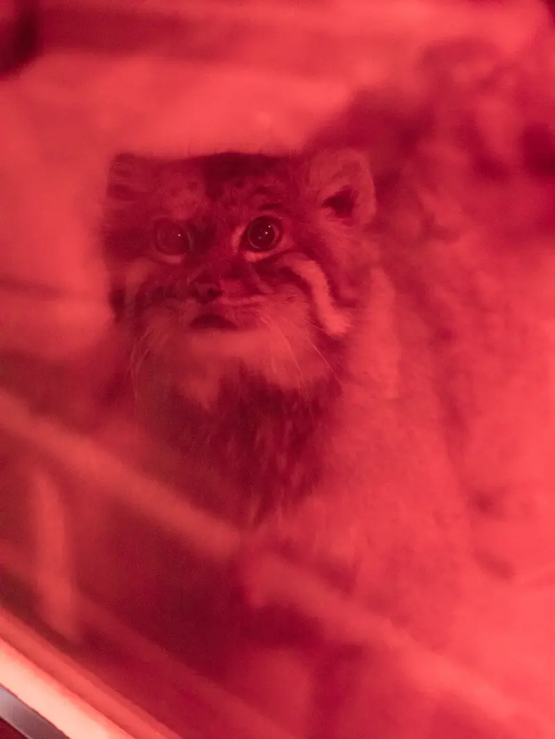 恩賜上野動物園のナイマの写真