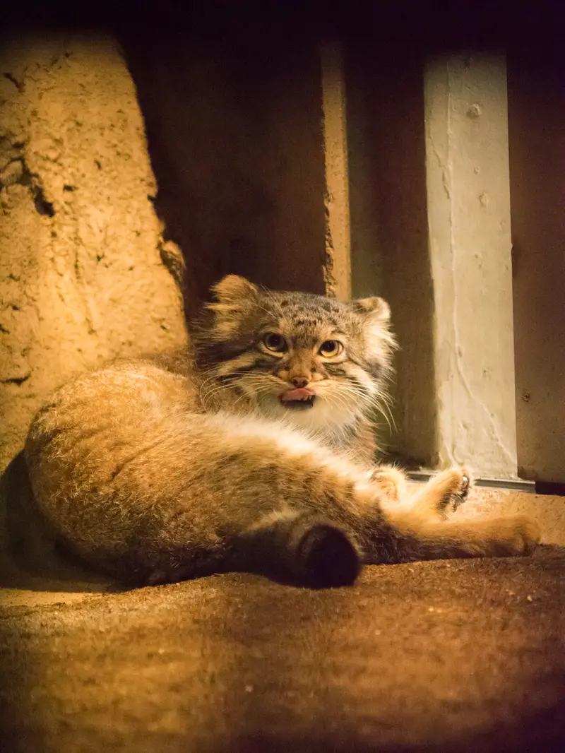 野毛山動物園のフィーガの写真