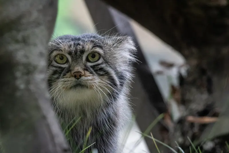 モスクワ動物園のティモフェイの写真