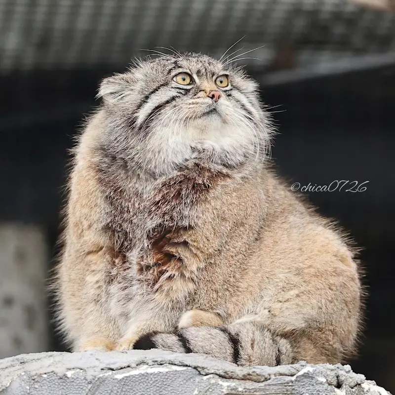 旭山動物園のグルーシャの写真