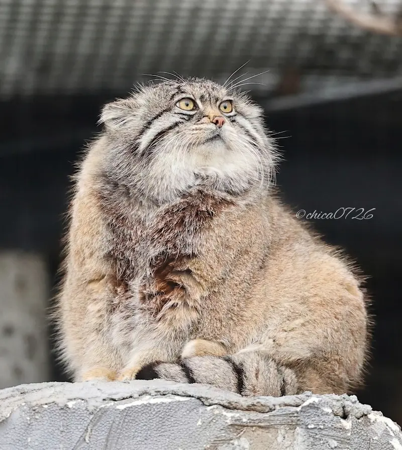 旭山動物園のグルーシャの写真