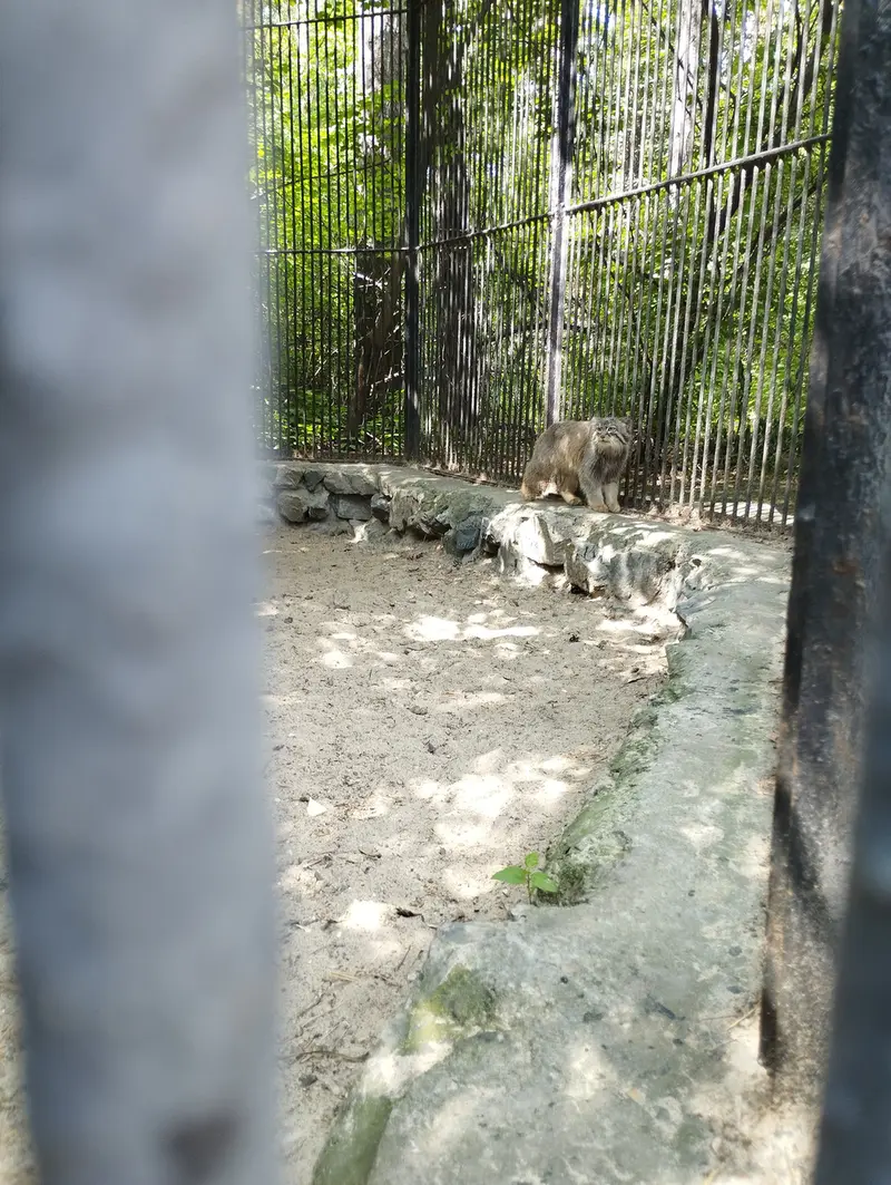ノヴォシビルスク動物園のマヌルネコの写真