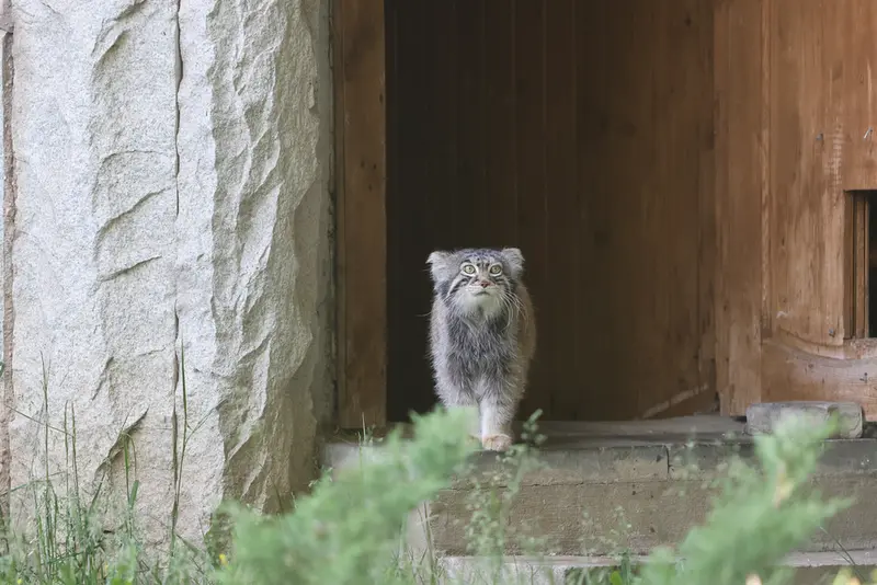 モスクワ動物園のティモフェイの写真